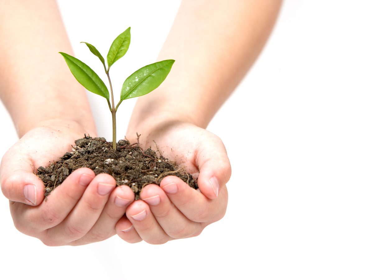 Cupped hands holding soil with a young green seedling